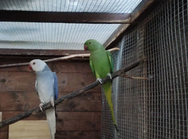 Ringneck
