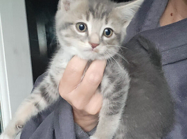 Adorable fluffy kittens