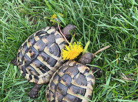 2 herman tortoises