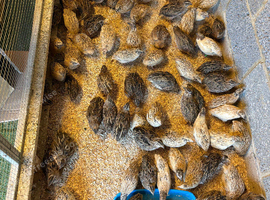 Japanese Quail