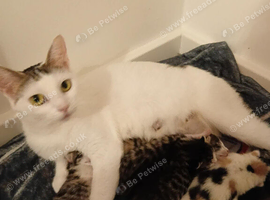 4 kittens looking for forever homes