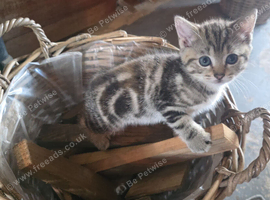 Beautiful TICA reg Golden tabby British shorthair