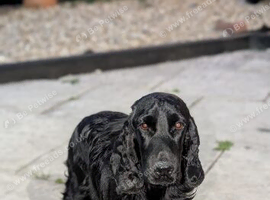 Female show type for sale.