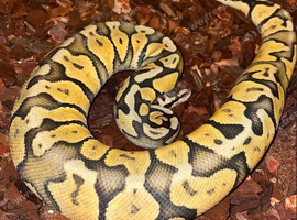 Super pastel ghost het toffee