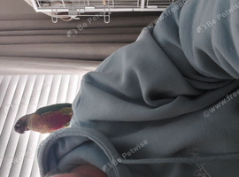 Green cheek conure
