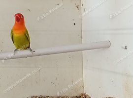 dilute, split opaline Fischers Lovebird
