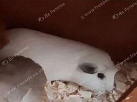 male guinea pig