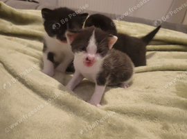 Britsh  kittens