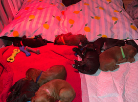 Kc registered working cocker spaniel puppies