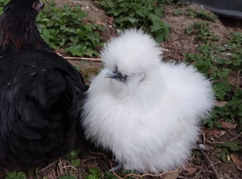 White Silkie chicks and hens