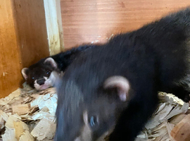 2 Black sable  hob ferret kit