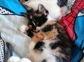 Ready for new homes now  Calico tabby ginger male and female kittens