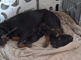 Rottweiler puppies