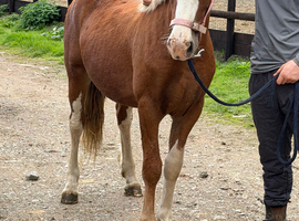 Future driven show Colt... The eye catcher