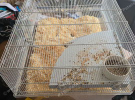 2 x Gerbils