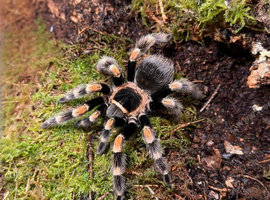 Female Mexican Red Knee Tarantula