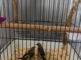 Gold finch grey plate pair