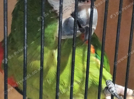 Macaw