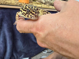 Leopard gecko male stunning