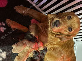 Miniature golden retrievers( Dakota sport retrievers)