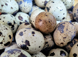 japanese / coturnix quail hatching eggs