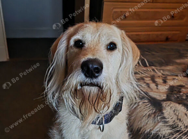 2 year old yellow male labradoodle