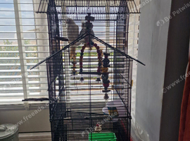 2 cockatiels for sale gorleston pick up only as cage included