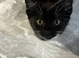 3 Beautiful Kittens