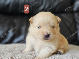 6 beautifull pomeranian baby's