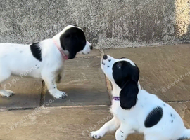 9 fantastic Sprocker Puppies