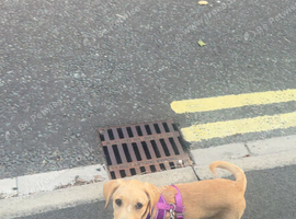 Yellow Labrador