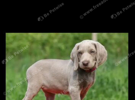 Weimeraner puppy wanted
