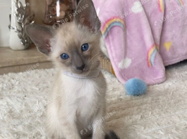 Full Siamese 1boy left