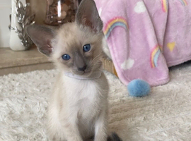 Full Siamese blue and lilac points
