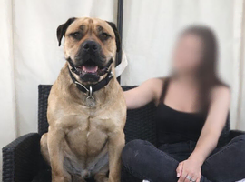 Mastiff x Labrador