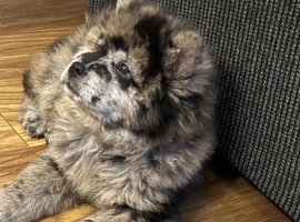 blue merle male