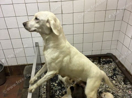 Beautiful pedigree labrador puppies