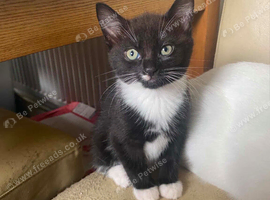 5 kittens for sale