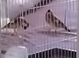 3x goldfinch hens