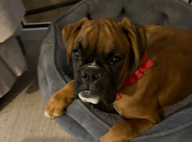 Boxer