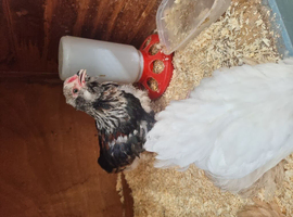 Male faverolle chicken
