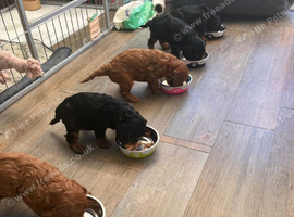 Cavapoo Puppies Shaped by Love, Ready for a New Family