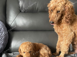 toy poodle
