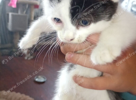 Two female kittens 10 weeks old looking for their forever home