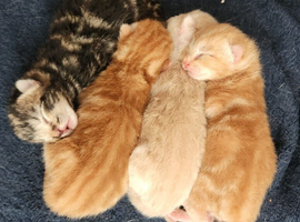 4 male Kittens