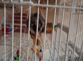 2 brother sugar gliders