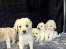 Beautiful labradoodle from a council licensed breeder