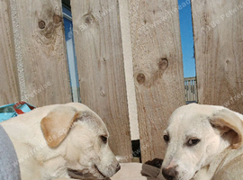 German shepherd cross boxers