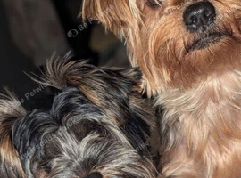ANMACO  Pups have Arrived!