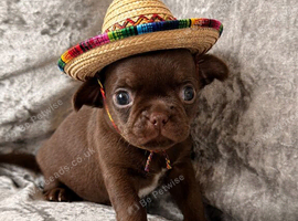 Dark chocolate little smoothcoat male